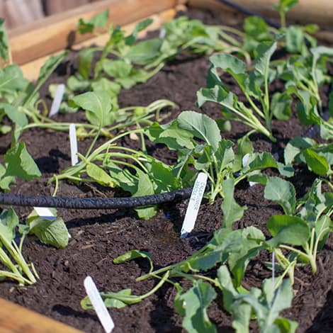 farm beds with fresh green starts